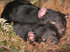 Save the Tasmanian Devil Program in need of urgent reforms 3